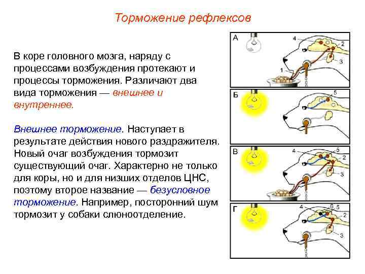 Торможение рефлексов В коре головного мозга, наряду с процессами возбуждения протекают и процессы торможения.