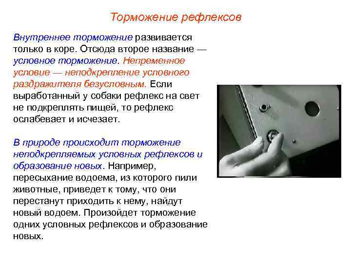 Торможение рефлексов Внутреннее торможение развивается только в коре. Отсюда второе название — условное торможение.