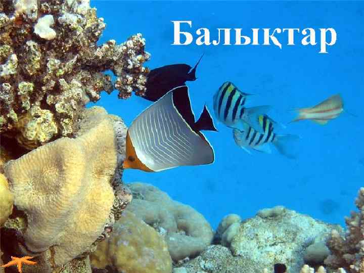 Балықтар 