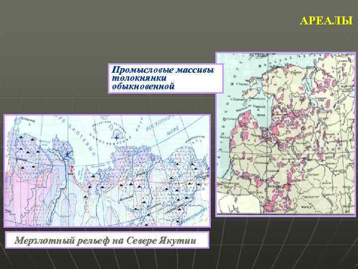 АРЕАЛЫ Промысловые массивы толокнянки обыкновенной Мерзлотный рельеф на Севере Якутии 