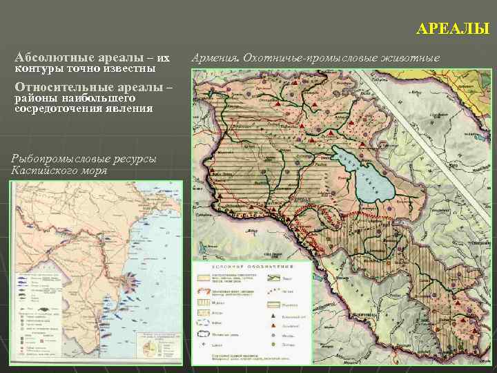 АРЕАЛЫ Абсолютные ареалы – их контуры точно известны Относительные ареалы – районы наибольшего сосредоточения