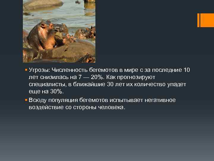 § Угрозы: Численность бегемотов в мире с за последние 10 лет снизилась на 7