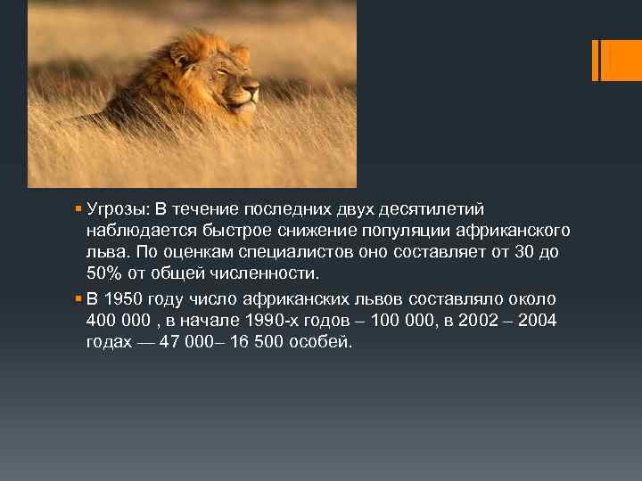 § Угрозы: В течение последних двух десятилетий наблюдается быстрое снижение популяции африканского льва. По