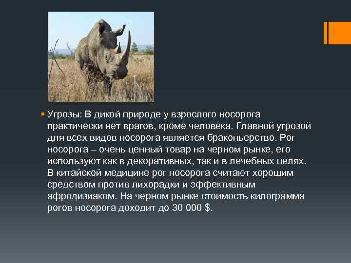 § Угрозы: В дикой природе у взрослого носорога практически нет врагов, кроме человека. Главной