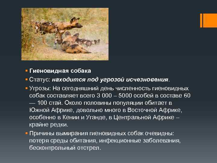 § Гиеновидная собака § Статус: находится под угрозой исчезновения. § Угрозы: На сегодняшний день