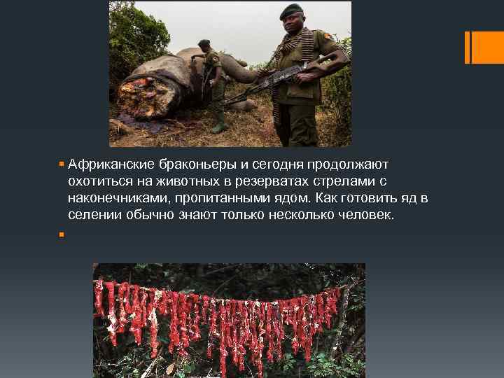 § Африканские браконьеры и сегодня продолжают охотиться на животных в резерватах стрелами с наконечниками,