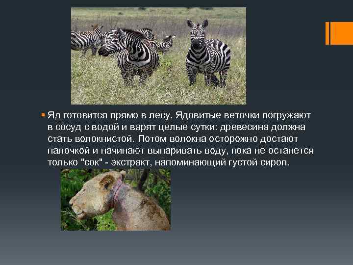 § Яд готовится прямо в лесу. Ядовитые веточки погружают в сосуд с водой и