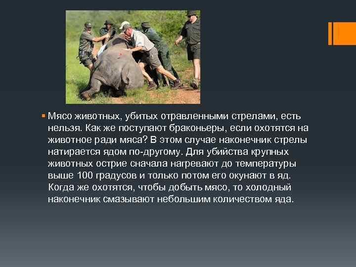 § Мясо животных, убитых отравленными стрелами, есть нельзя. Как же поступают браконьеры, если охотятся