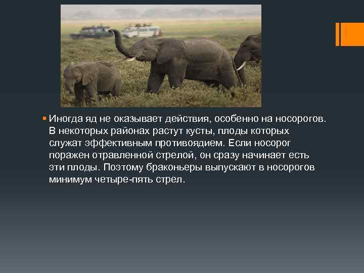 § Иногда яд не оказывает действия, особенно на носорогов. В некоторых районах растут кусты,