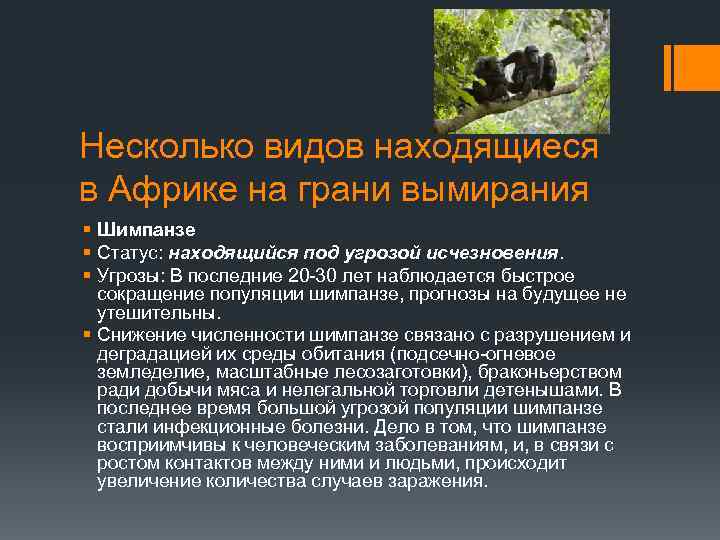 Несколько видов находящиеся в Африке на грани вымирания § Шимпанзе § Статус: находящийся под