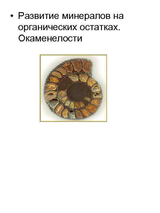  • Развитие минералов на органических остатках. Окаменелости 