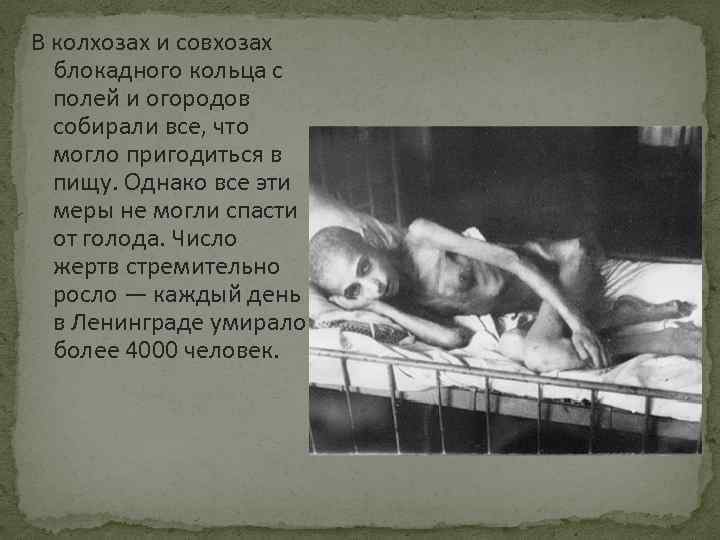 В колхозах и совхозах блокадного кольца с полей и огородов собирали все, что могло