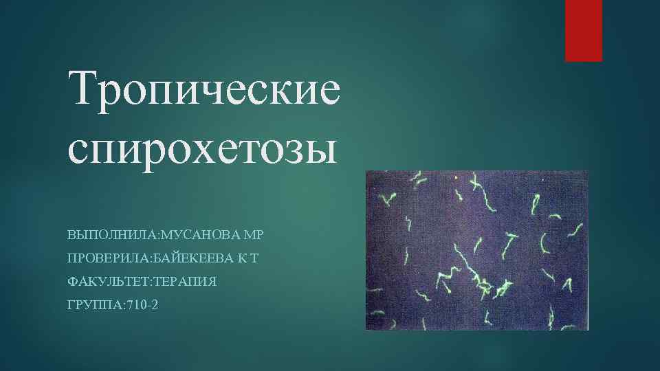 Тропические спирохетозы ВЫПОЛНИЛА: МУСАНОВА МР ПРОВЕРИЛА: БАЙЕКЕЕВА К Т ФАКУЛЬТЕТ: ТЕРАПИЯ ГРУППА: 710 -2
