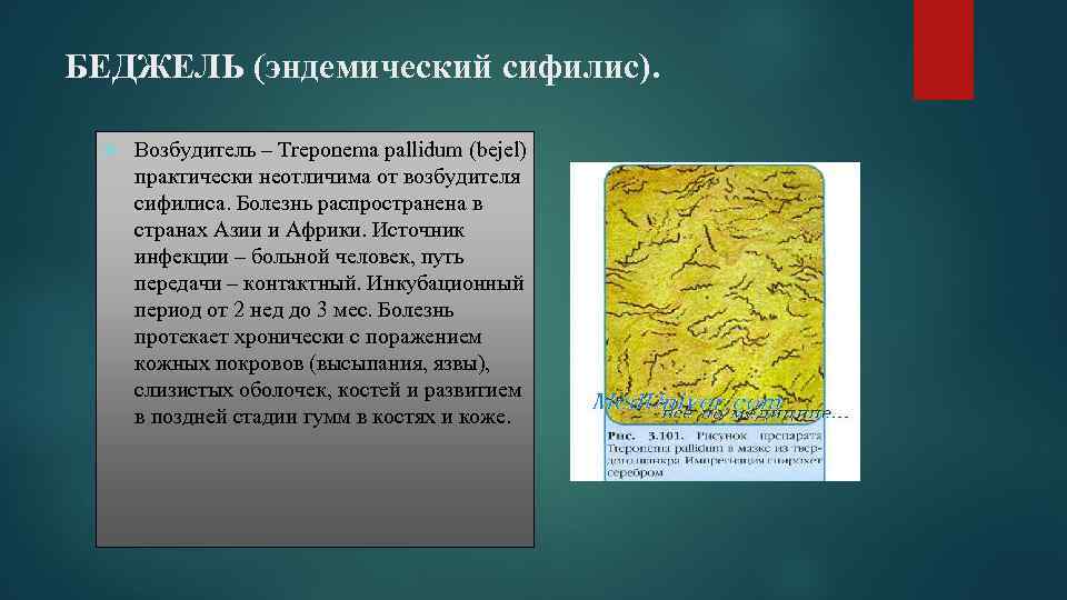 БЕДЖЕЛЬ (эндемический сифилис). Возбудитель – Treponema pallidum (bejel) практически неотличима от возбудителя сифилиса. Болезнь