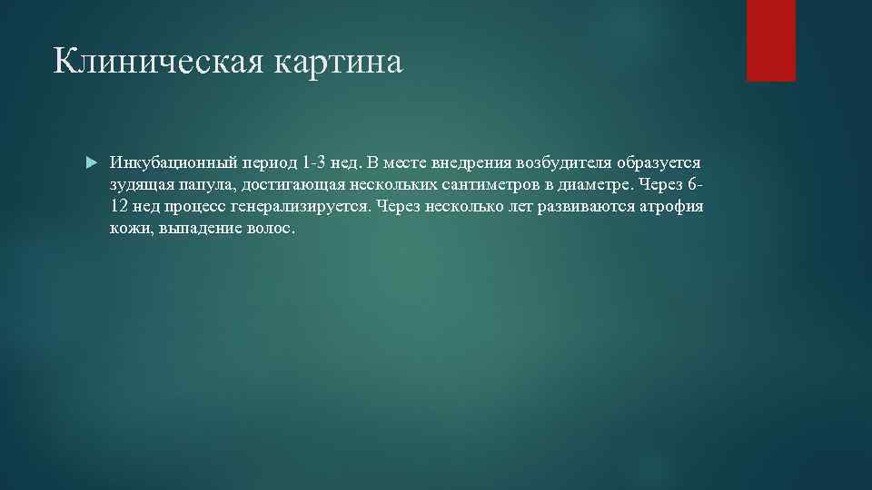 Клиническая картина Инкубационный период 1 -3 нед. В месте внедрения возбудителя образуется зудящая папула,