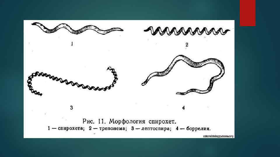 Бледная трепонема рисунок