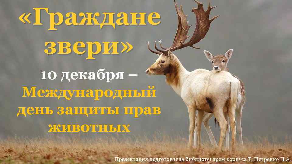  «Граждане звери» 10 декабря – Международный день защиты прав животных Презентация подготовлена библиотекарем