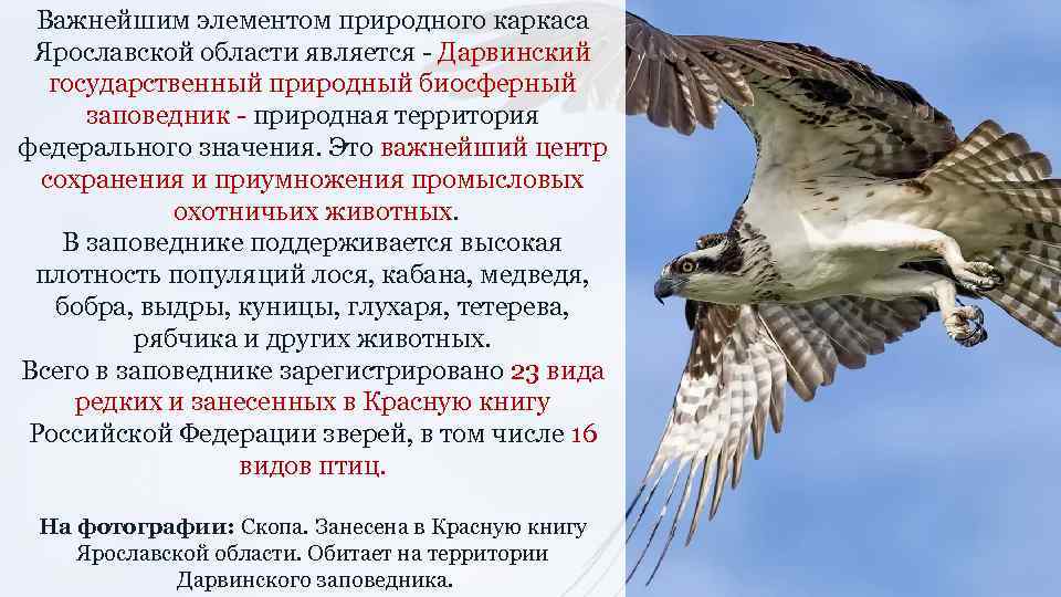 Дарвинский заповедник ярославской. Заповедники Ярославской области. Заповедники Вологодской области. Дарвиновский биосферный заповедник. Дарвинский заповедник Ярославской области.