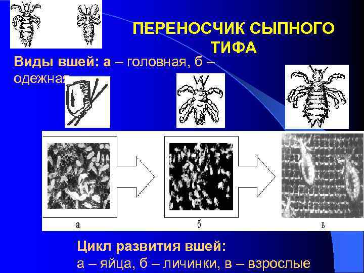 ПЕРЕНОСЧИК СЫПНОГО ТИФА Виды вшей: а – головная, б – одежная Цикл развития вшей: