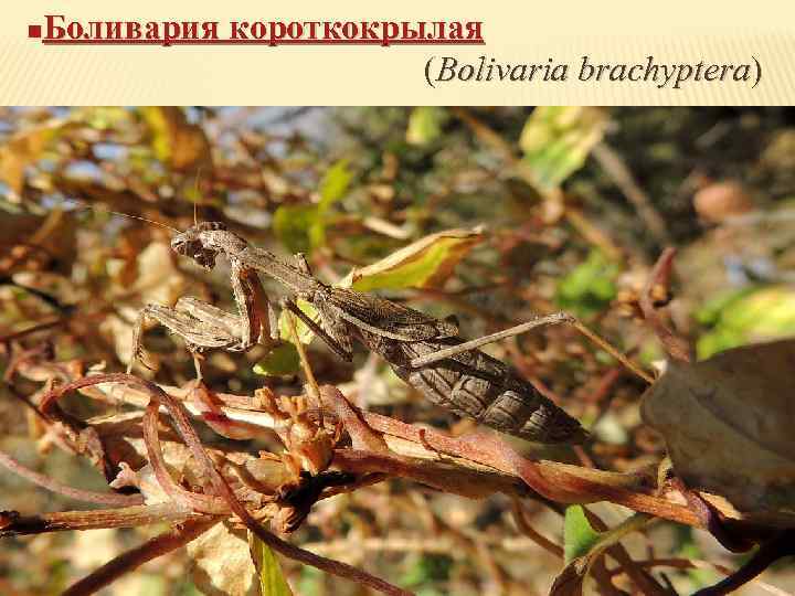 Боливария короткокрылая (Bolivaria brachyptera) n 