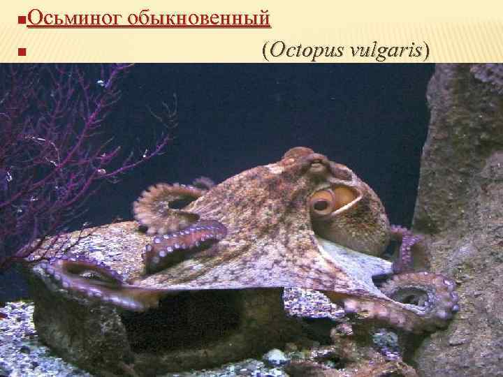 Осьминог обыкновенный n (Octopus vulgaris) n 