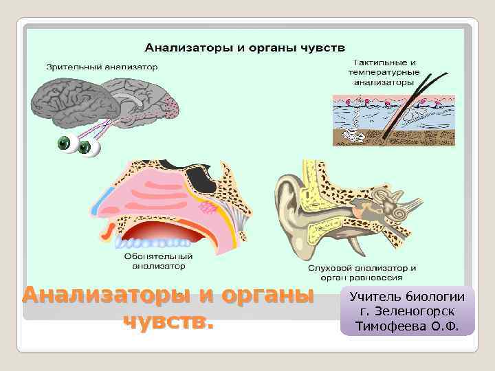 Анализаторы и органы чувств. Учитель биологии г. Зеленогорск Тимофеева О. Ф. 
