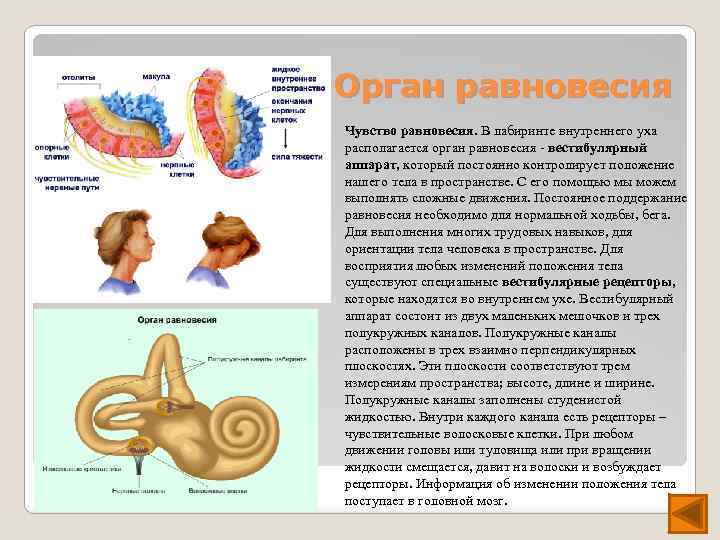 Орган равновесия Чувство равновесия. В лабиринте внутреннего уха располагается орган равновесия - вестибулярный аппарат,