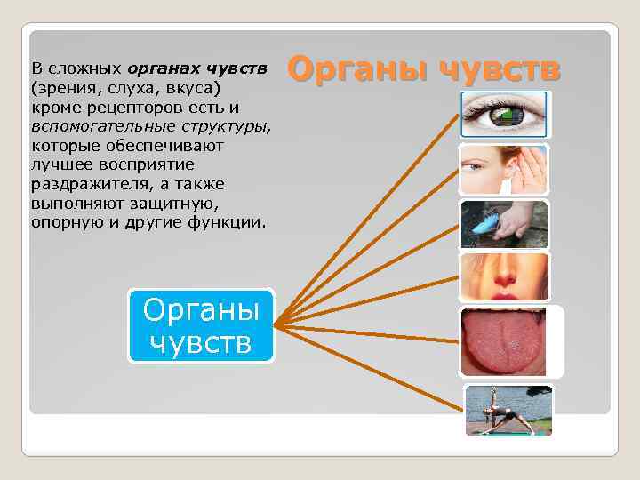 В сложных органах чувств (зрения, слуха, вкуса) кроме рецепторов есть и вспомогательные структуры, которые