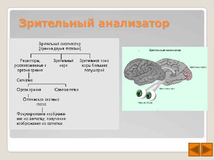 Зрительный анализатор 
