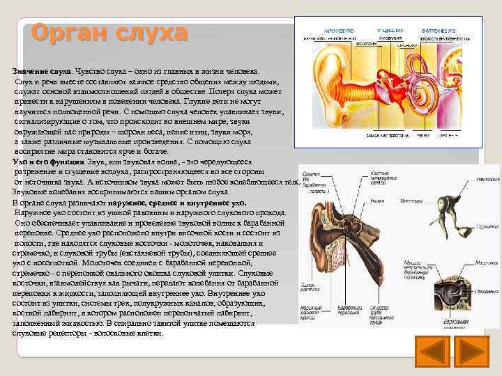 Орган слуха Значение слуха. Чувство слуха – одно из главных в жизни человека. Слух