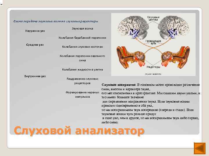 Схема передачи звуковых волн на слуховые рецепторы Наружное ухо Звуковая волна Колебания барабанной перепонки