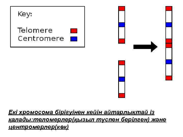 Екі хромосома бірігуінен кейін айтарлықтай із қалады: теломерлер(қызыл түспен берілген) және центромерлер(көк) 