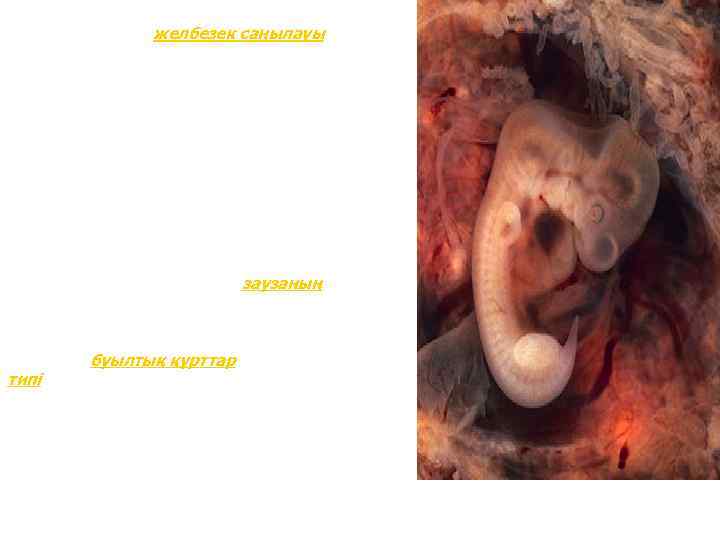 Адам эмбрионында дами бастаған кезде жұтқыншағында желбезек саңылауы, желі, екі бөлімді жүрек, шеміршекті қаңқа