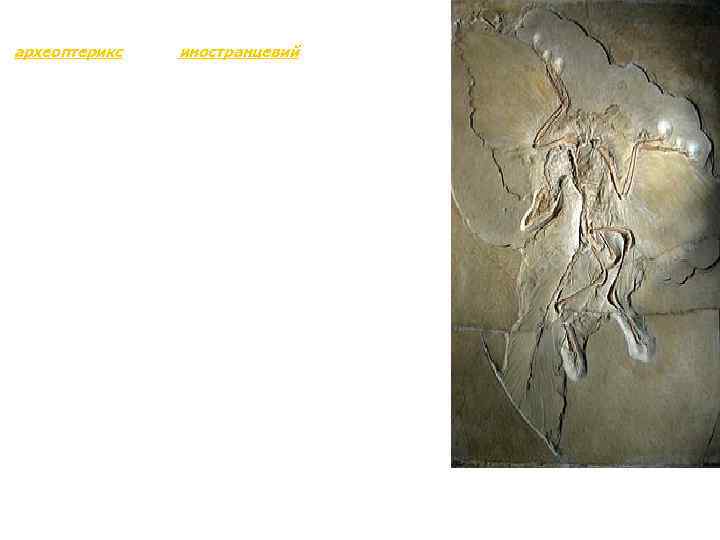 Қазындылардан ең мәлім өтпелі формалар - көнеқұс (археоптерикс) және иностранцевий. Көнеқұс (археоптрикс) - жартылай