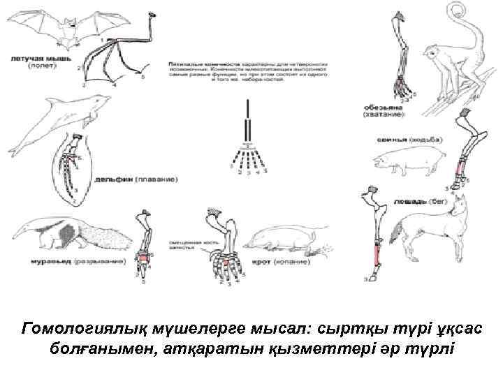 Гомологиялық мүшелерге мысал: сыртқы түрі ұқсас болғанымен, атқаратын қызметтері әр түрлі 