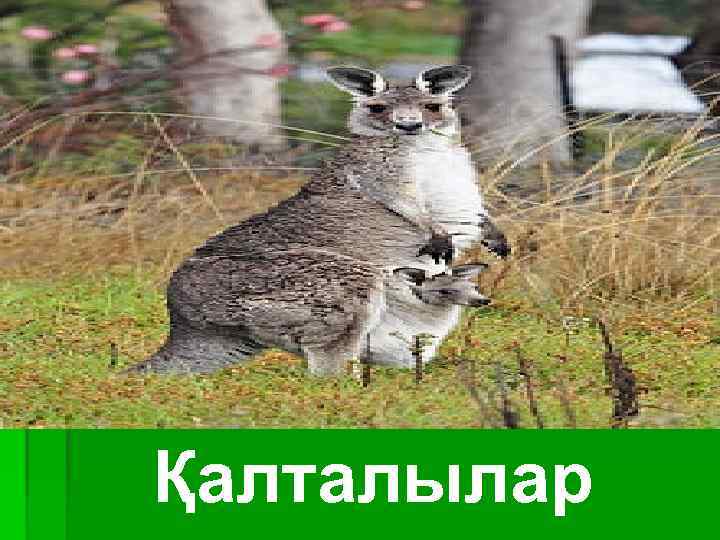 Қалталылар 