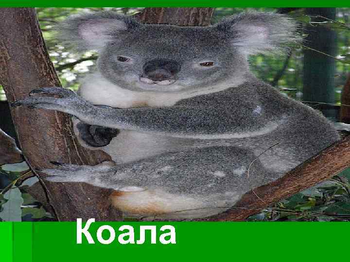Коала 