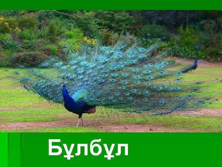 Бұлбұл 