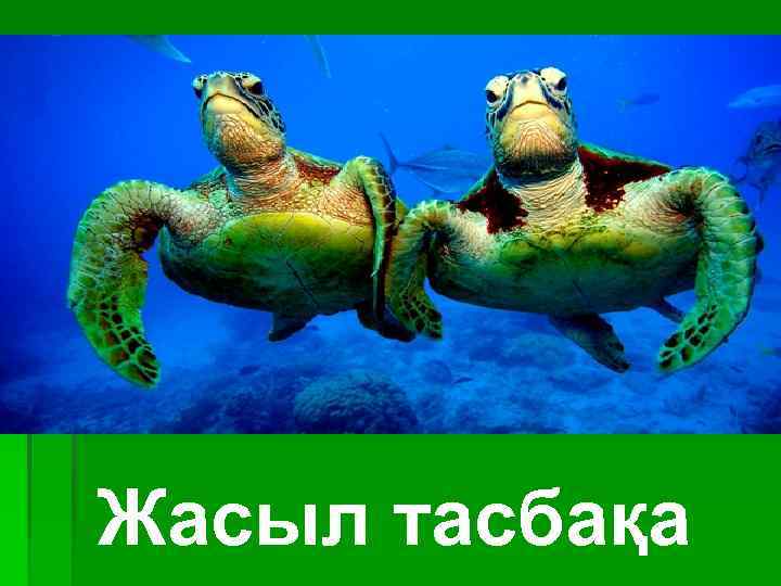 Жасыл тасбақа 