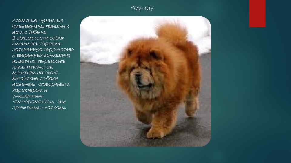 Чау-чау Лохматые пушистые «медвежата» пришли к нам с Тибета. В обязанности собак вменялось охранять