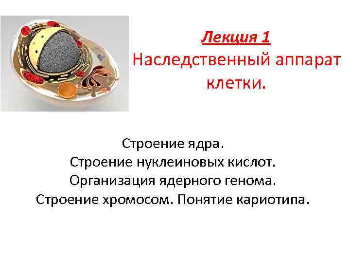 Лекция 1 Наследственный аппарат клетки. Строение ядра. Строение нуклеиновых кислот. Организация ядерного генома. Строение