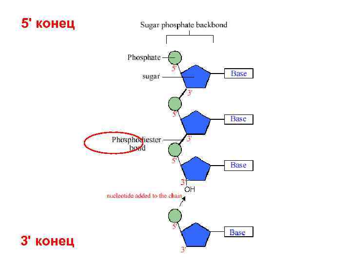  5' конец 3' конец 
