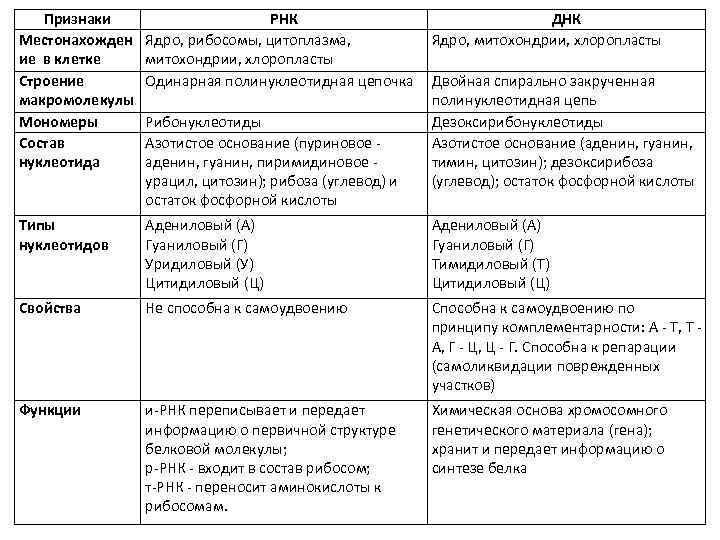 Признаки Местонахожден ие в клетке Строение макромолекулы Мономеры Состав нуклеотида РНК Ядро, рибосомы, цитоплазма,