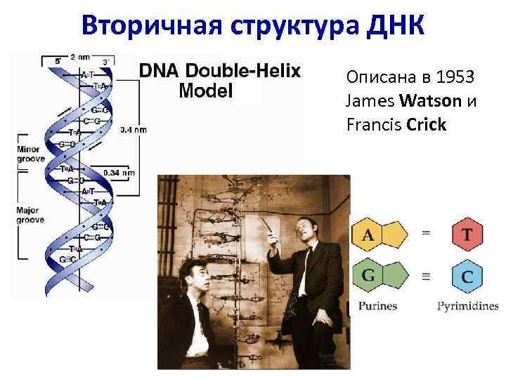 Вторичная структура ДНК Описана в 1953 James Watson и Francis Crick 