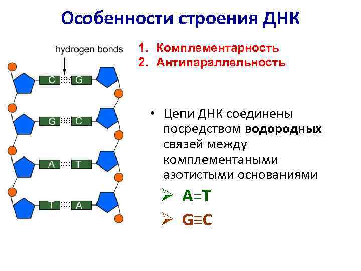 Комплементарность цепей днк