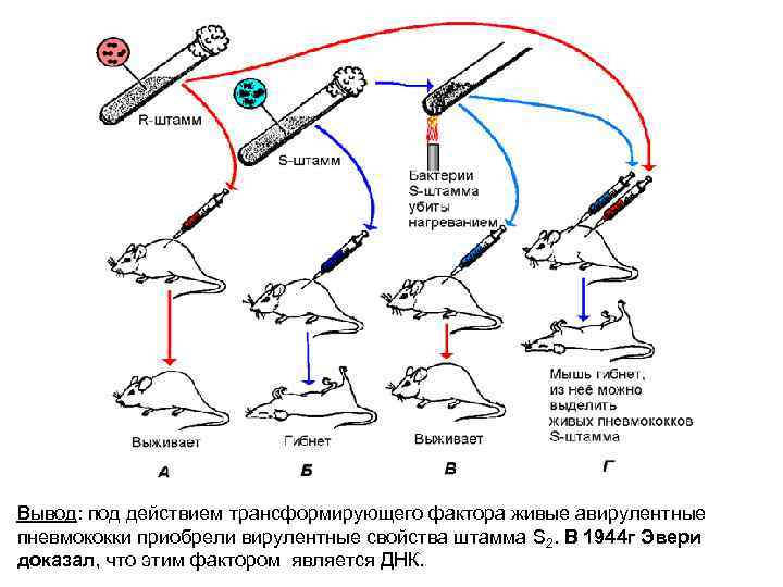 Вывод: под действием трансформирующего фактора живые авирулентные пневмококки приобрели вирулентные свойства штамма S 2.