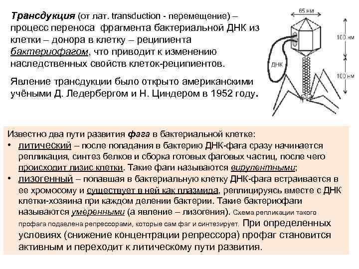 Трансдукция (от лат. transduction перемещение) – процесс переноса фрагмента бактериальной ДНК из клетки –