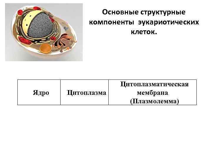 Основные структурные компоненты эукариотических клеток. Ядро Цитоплазматическая мембрана (Плазмолемма) 
