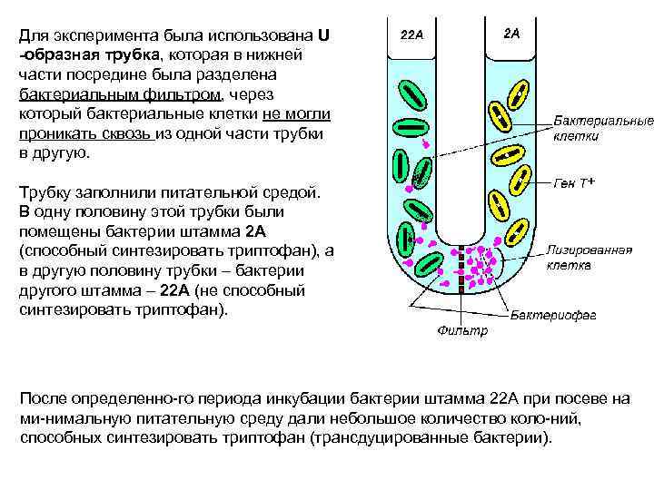 Для эксперимента была использована U -образная трубка, которая в нижней части посредине была разделена