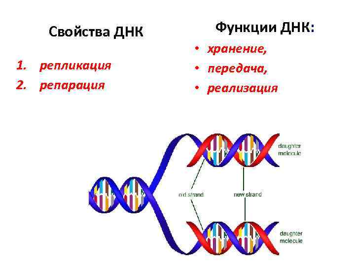  Свойства ДНК 1. репликация 2. репарация Функции ДНК: • хранение, • передача, •